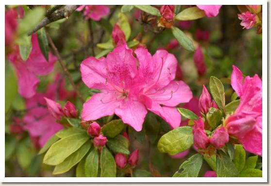 ツツジ オオヤマツツジ ワカムラサキ（若紫）