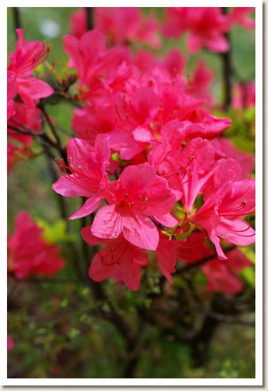 ヤマツツジ（山躑躅） 