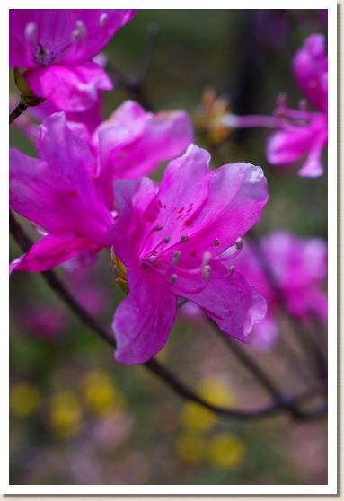 ユキグニミツバツツジ（雪国三葉躑躅）