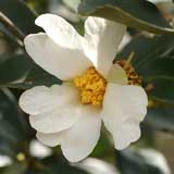 椿 カメリアドルピヘラ｜花の手帖のツバキ図鑑