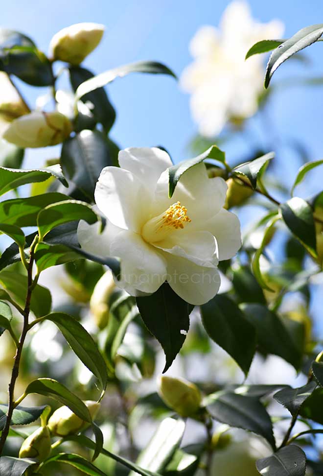 椿 中部都鳥｜花の手帖の椿図鑑