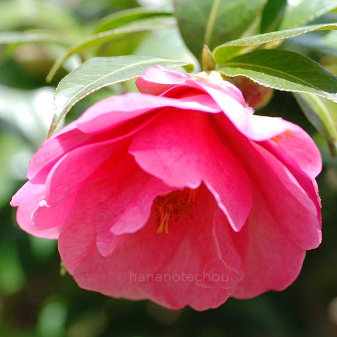 椿 |花の手帖の椿図鑑