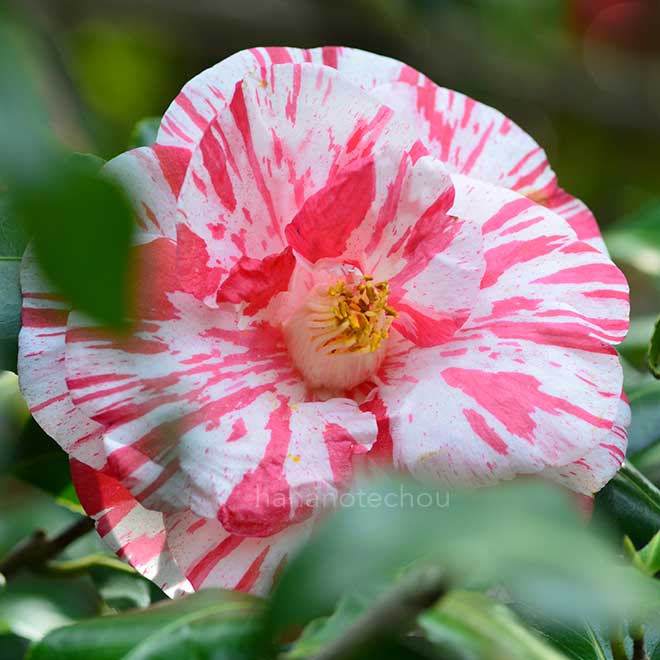 椿 蝦夷錦|花の手帖の椿図鑑