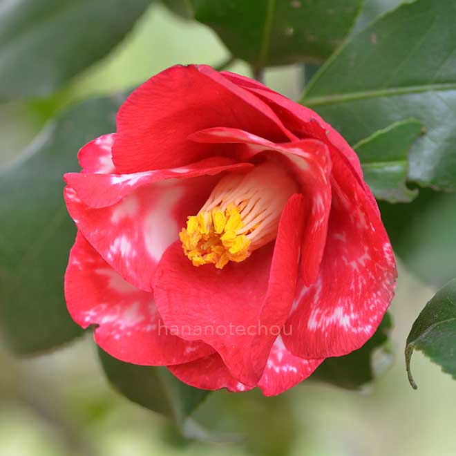 椿 蝦夷錦|花の手帖の椿図鑑