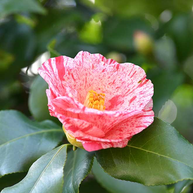 椿 蝦夷錦|花の手帖の椿図鑑