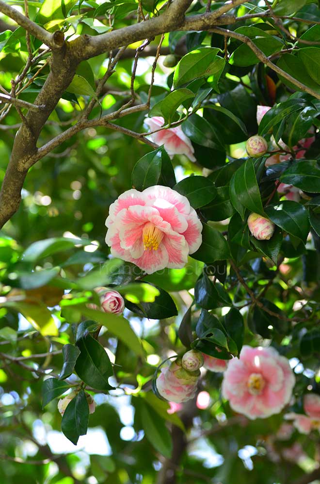 椿 源氏唐子｜花の手帖の椿図鑑