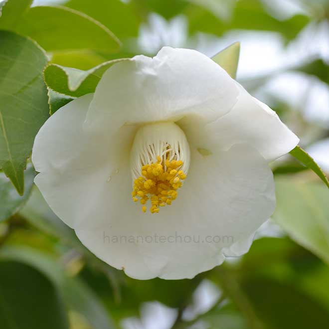 ツバキ イスズ|花の手帖のつばき図鑑