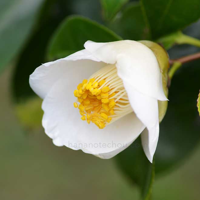 ツバキ イスズ|花の手帖のつばき図鑑