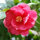 椿 神代椿｜花の手帖のツバキ図鑑