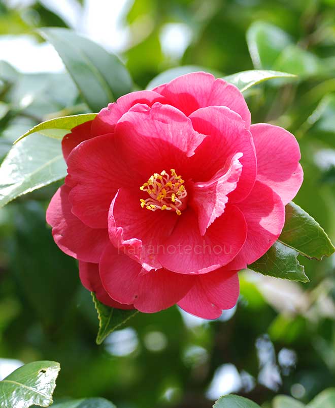 椿 神代椿|花の手帖の椿図鑑