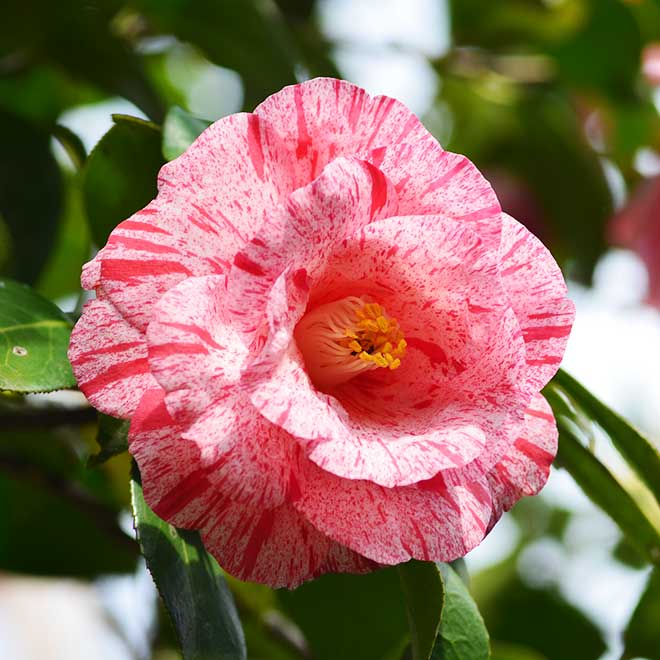 椿 唐錦｜花の手帖の椿図鑑