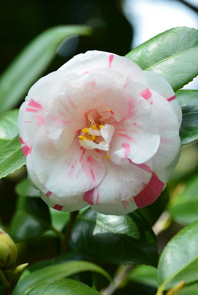 椿 狩衣｜花の手帖の椿図鑑