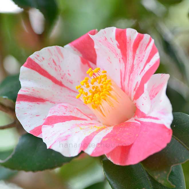 椿 葛城絞｜花の手帖の椿図鑑