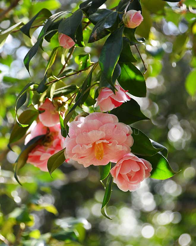 椿 通鳥｜花の手帖の椿図鑑
