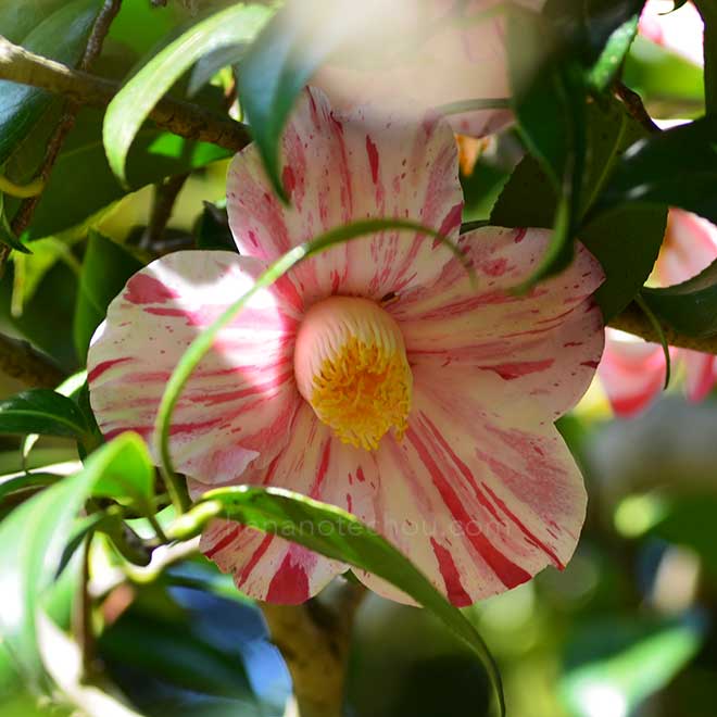 椿 風折｜花の手帖の椿図鑑