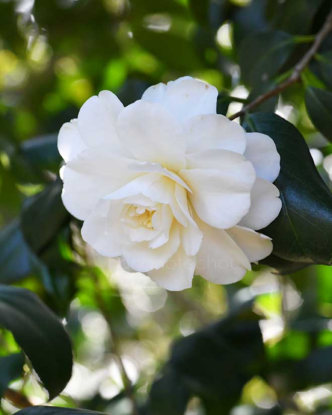 椿 ｜花の手帖の椿図鑑