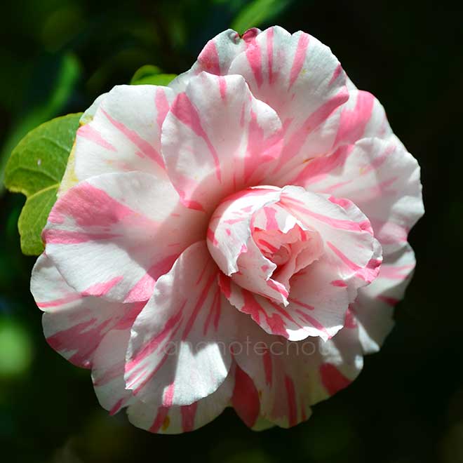 椿 菊更紗｜花の手帖の椿図鑑