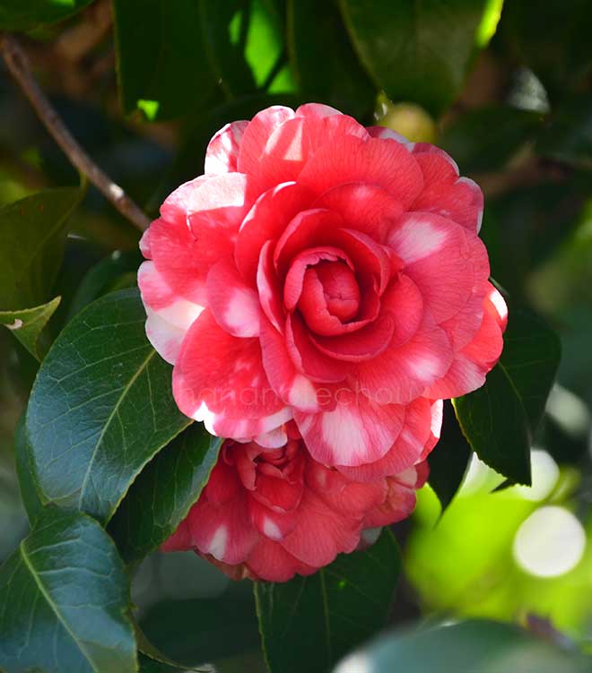 椿 菊冬至｜花の手帖の椿図鑑