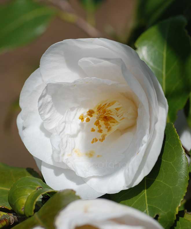 椿 君が代｜花の手帖の椿図鑑