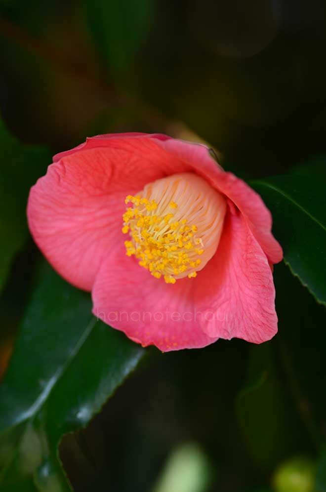 椿 錦魚葉椿｜花の手帖の椿図鑑