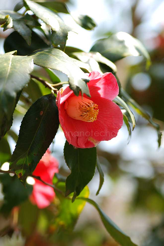 椿 錦魚葉椿｜花の手帖の椿図鑑
