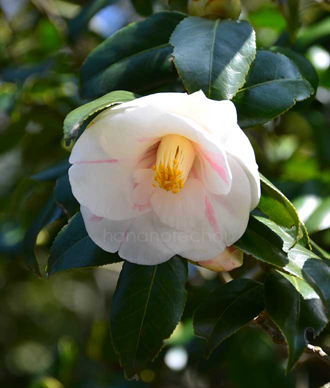 椿 きりの五色｜花の手帖の椿図鑑