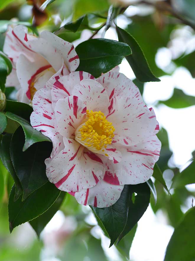 椿 古金襴｜花の手帖の椿図鑑