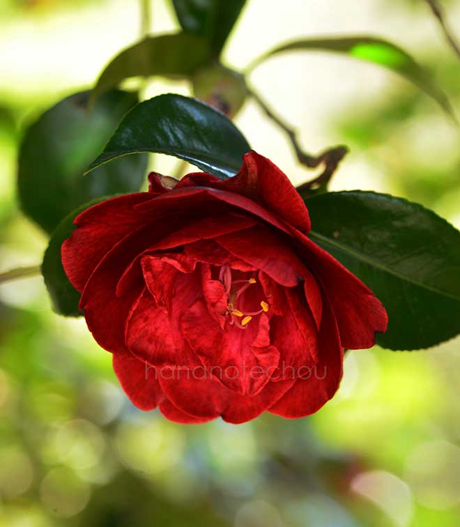 椿 崑崙黒｜花の手帖の椿図鑑