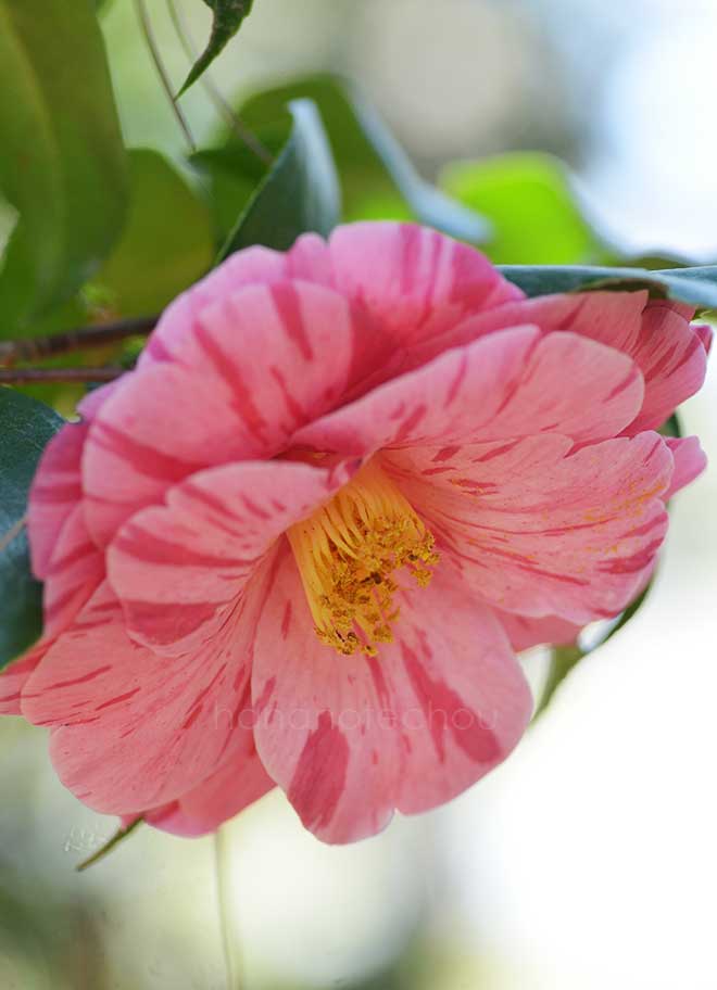 椿 言捨て｜花の手帖の椿図鑑