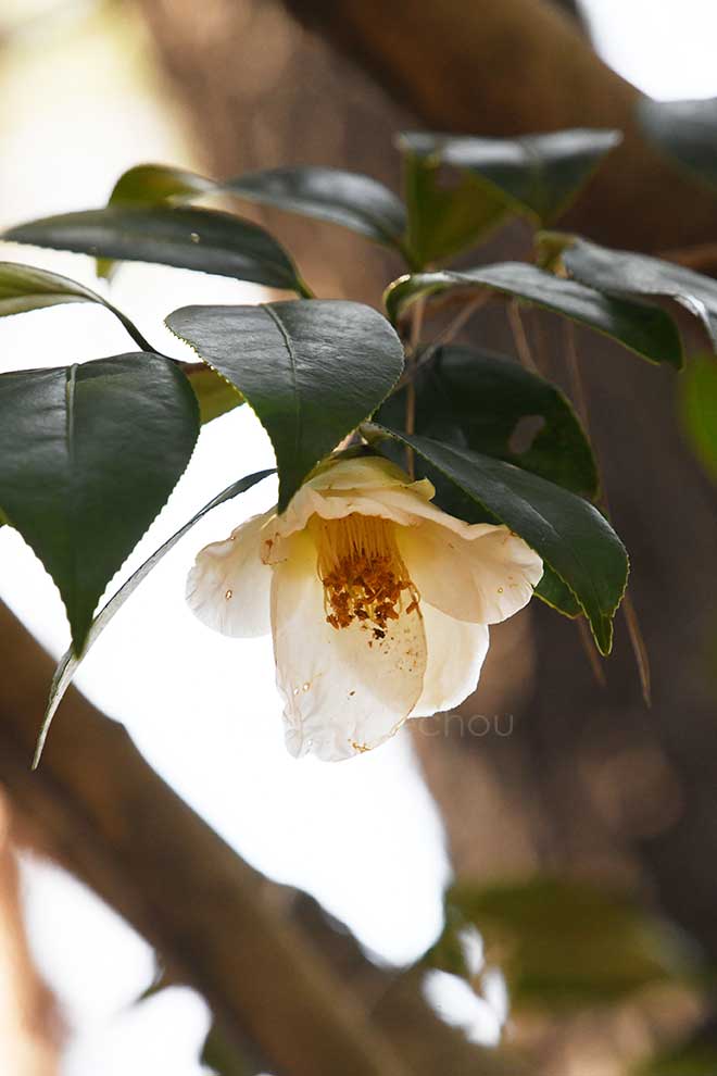 椿 興禅寺慕情｜花の手帖の椿図鑑
