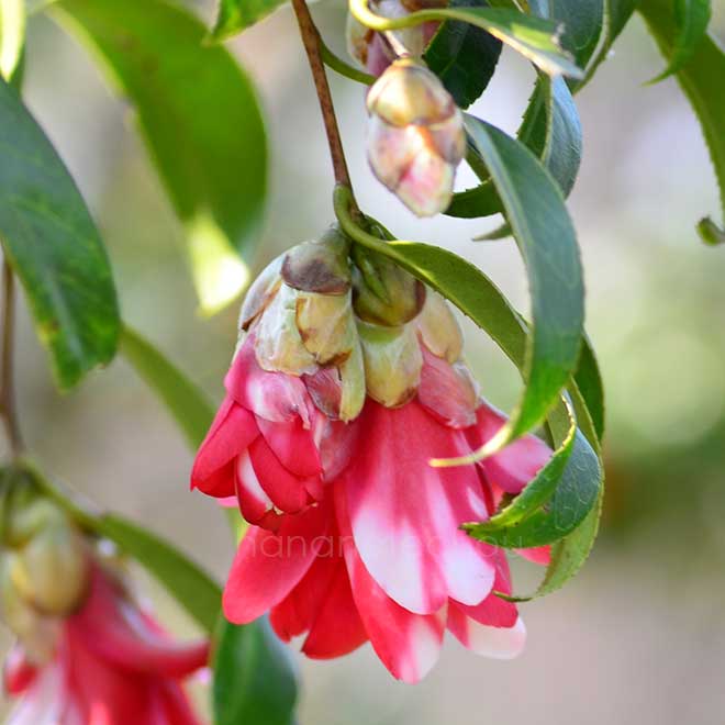 椿 孔雀椿｜花の手帖の椿図鑑