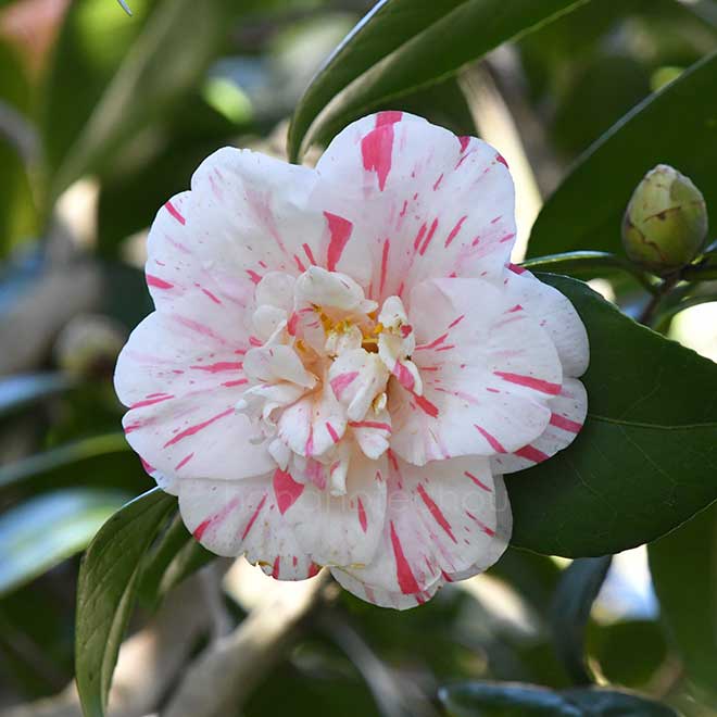 椿 京唐子｜花の手帖の椿図鑑