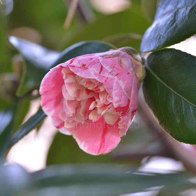 椿 京唐子｜花の手帖の椿図鑑