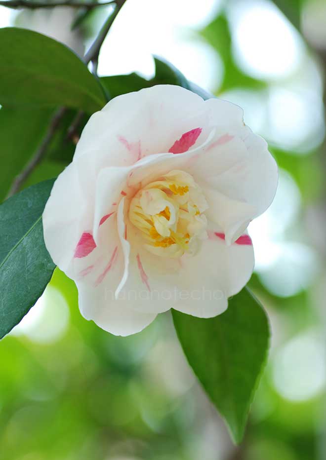 椿 京小町｜花の手帖の椿図鑑