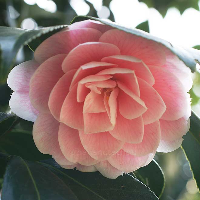 椿 王昭君|花の手帖の椿図鑑