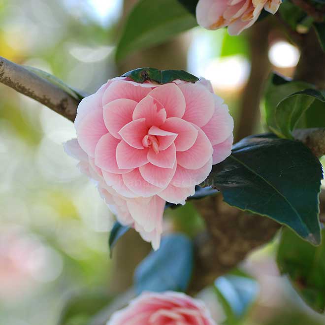 椿 王昭君|花の手帖の椿図鑑