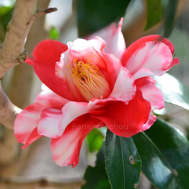 椿 老松｜花の手帖の椿図鑑