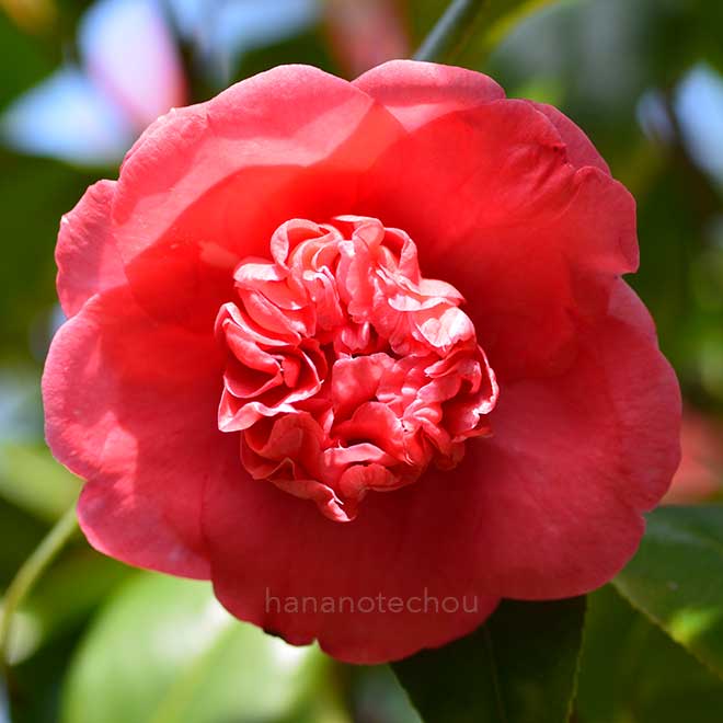 椿 大唐子｜花の手帖の椿図鑑