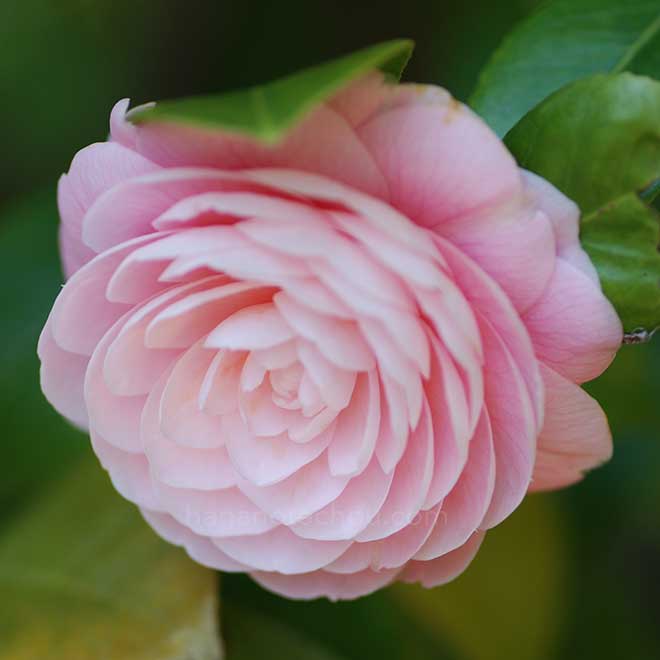 椿 乙女椿|花の手帖の椿図鑑