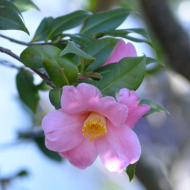 椿 近江衣｜花の手帖の椿図鑑