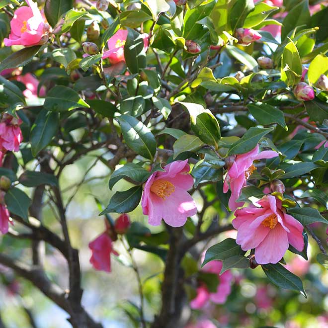 椿 近江衣｜花の手帖の椿図鑑