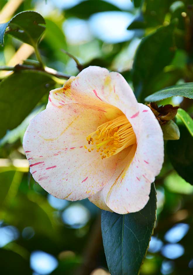 椿 絞初嵐｜花の手帖の椿図鑑