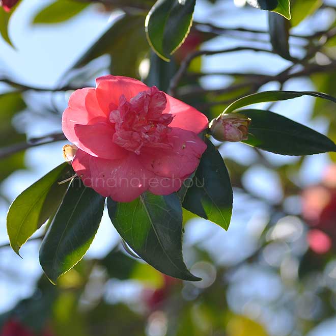 椿 敷松葉｜花の手帖の椿図鑑