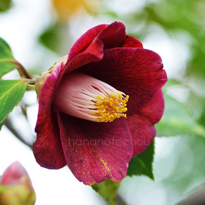 椿 紫紺椿｜花の手帖の椿図鑑