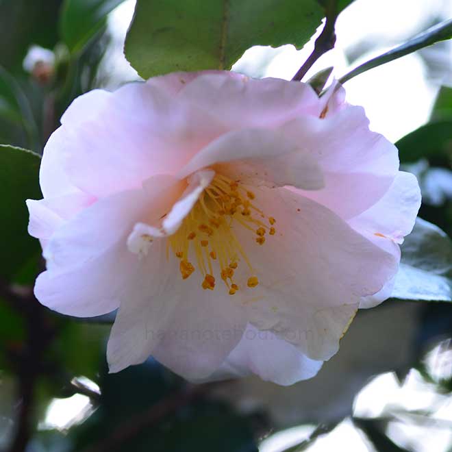 椿 梅が香｜花の手帖の椿図鑑