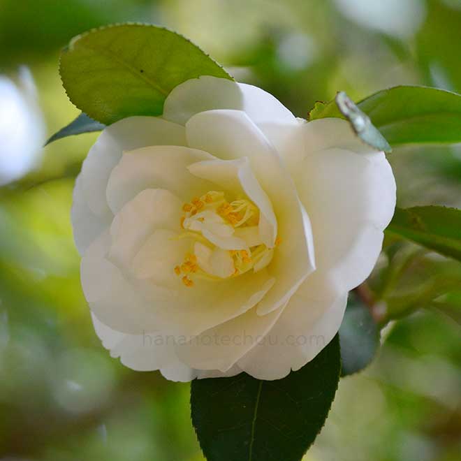 椿 空蝉|花の手帖の椿図鑑