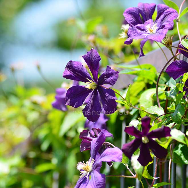 クレマチス エトアール バイオレット｜花の手帖のクレマチス図鑑