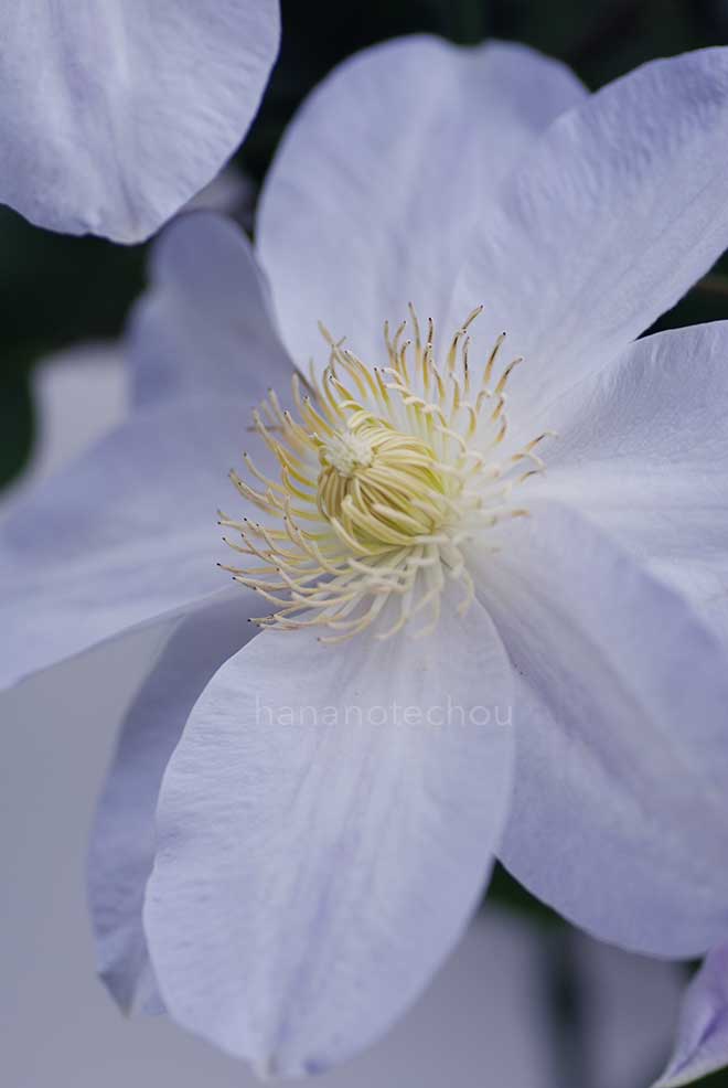 クレマチス 銀河｜花の手帖のクレマチス図鑑