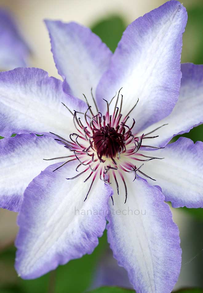 クレマチス 美佐世|花の手帖のクレマチス図鑑