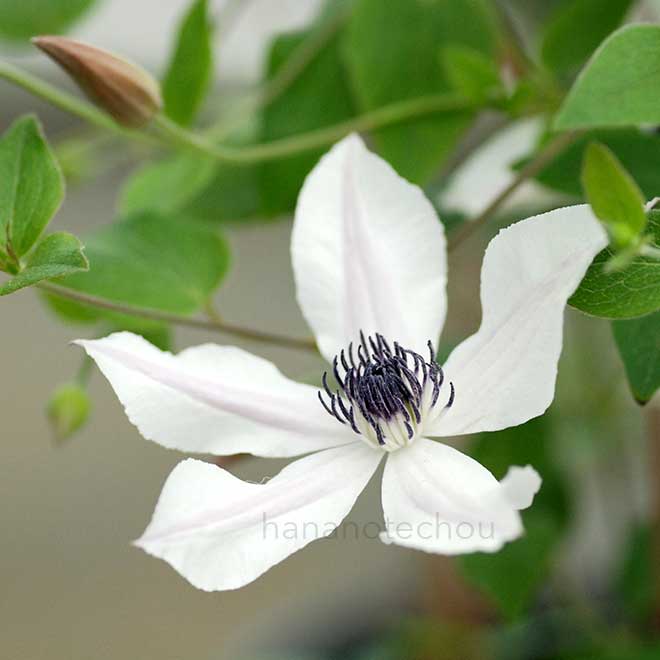 クレマチス パルセット|花の手帖のクレマチス図鑑